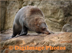 Fur Seal 